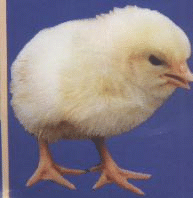 Сur